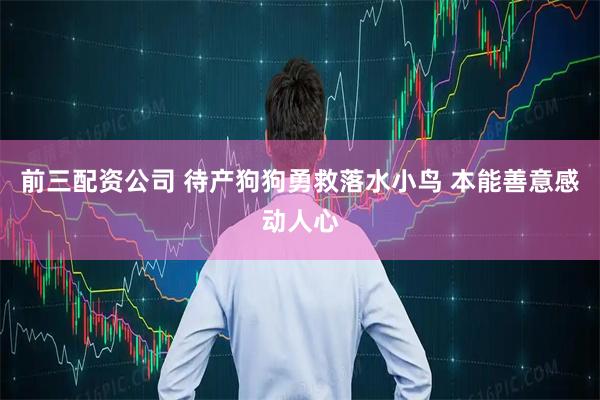 前三配资公司 待产狗狗勇救落水小鸟 本能善意感动人心
